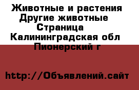 Животные и растения Другие животные - Страница 2 . Калининградская обл.,Пионерский г.